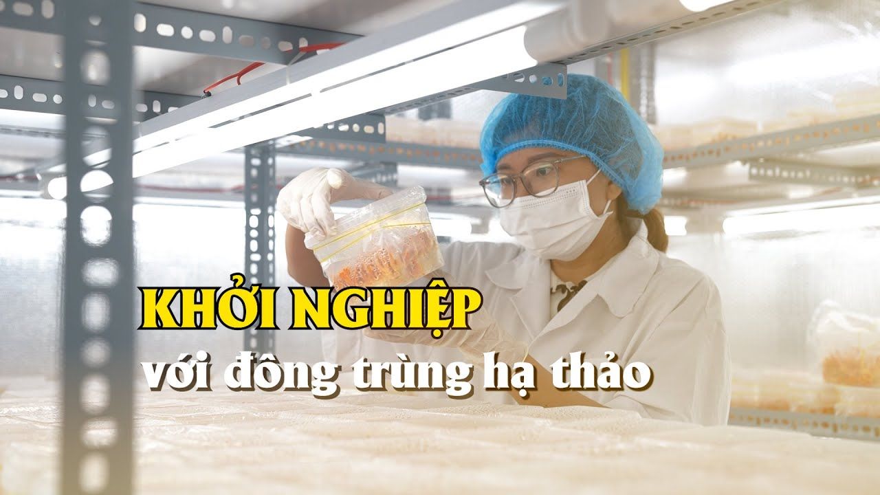 [VIDEO] - Khởi nghiệp với đông trùng hạ thảo